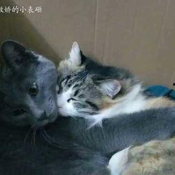 猫虐狗视频,宠物间的冲突与反思