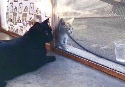 猫虐狗视频,宠物间的冲突与反思