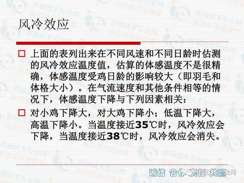 养鸡教学视频,从新手到专家的养殖技巧全解析