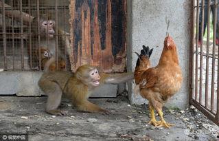 猴日鸡视频,揭秘动物世界的奇妙互动