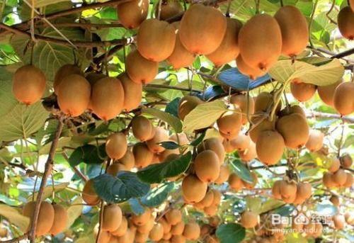 猕猴桃种植视频,从播种到收获