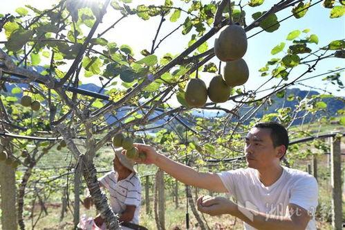 猕猴桃种植视频,从播种到收获
