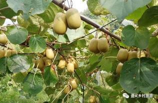 猕猴桃种植视频,从播种到收获