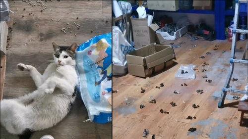 猫猫队视频,萌宠视频集锦回顾